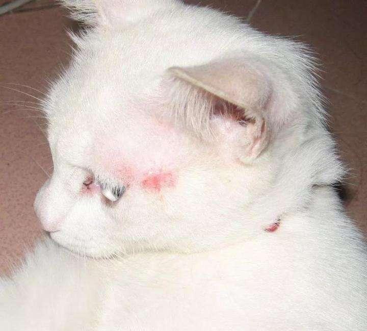 家里猫咪突然得了猫癣怎么办,别担心!20元轻松治好它 家里猫咪突然得了猫癣怎么办,别担心!20元轻松治好它