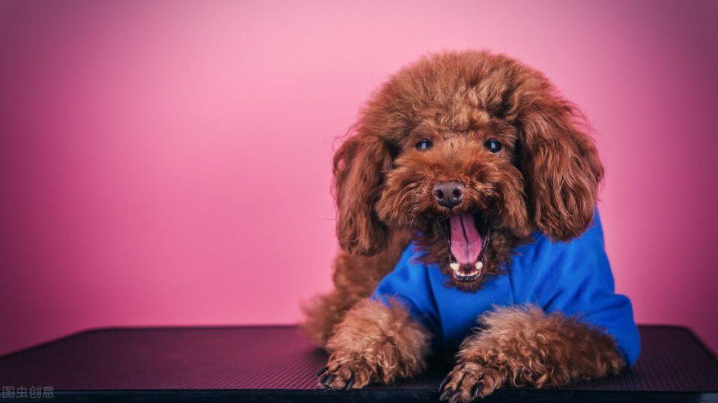 养一只泰迪犬要花多少钱？宠物消费的那些误区