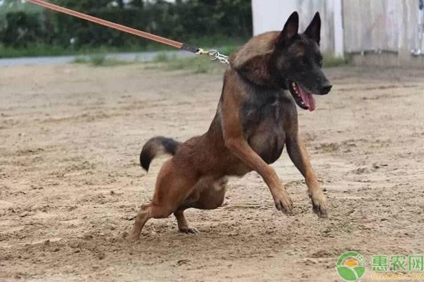 马犬价格多少钱一只？怎么挑选一只健康的马犬幼犬?
