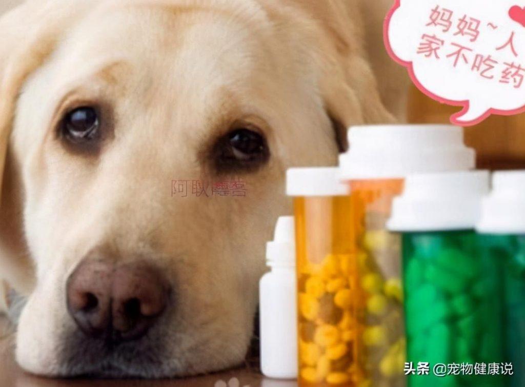 怎么正确的幼犬驱虫呢？驱虫药多久可以吃一次？