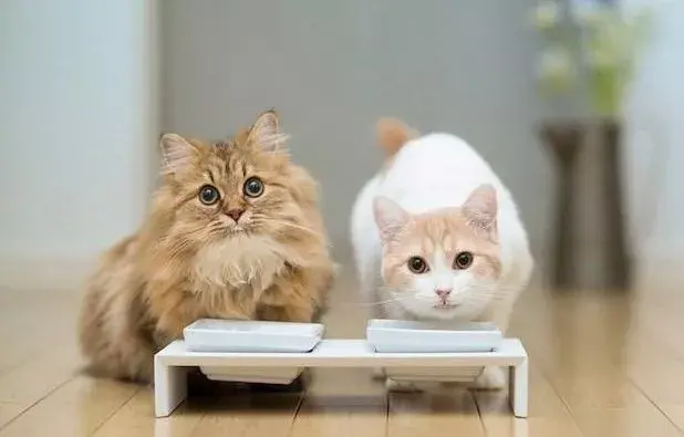猫咪每天需要吃多少？喂养猫咪应该是干猫粮还是湿猫粮？