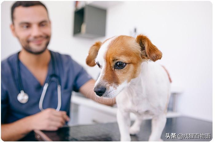 狗狗感冒药有哪些？狗狗可以吃人类的药物吗？