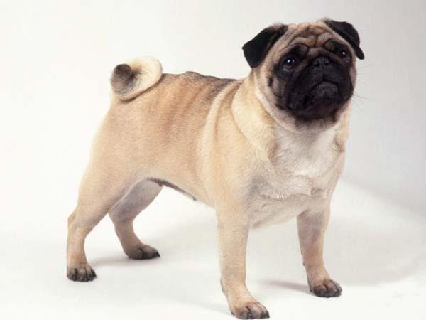 巴哥犬和法斗怎么区分？你喜欢八哥犬还是法斗呢