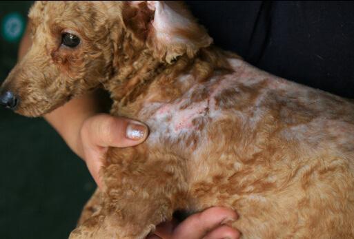 泰迪犬的寿命是多少年？如何延长泰迪犬寿命？