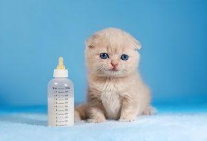 新生猫咪的营养问题（哺乳期间要注意什么？）