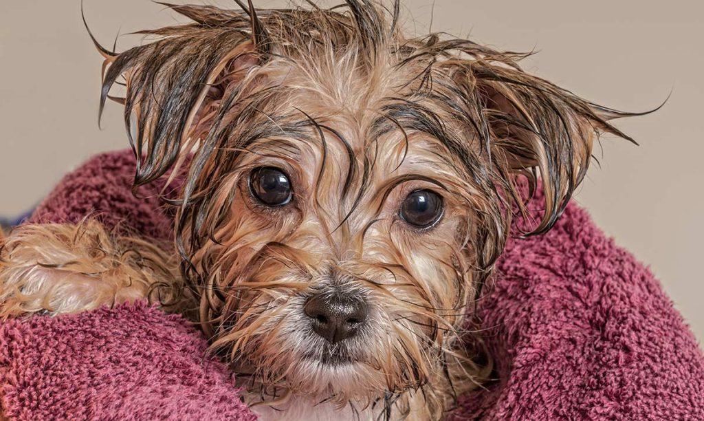 狗狗洗澡的频率多久一次？除了洗干净还能做什么？