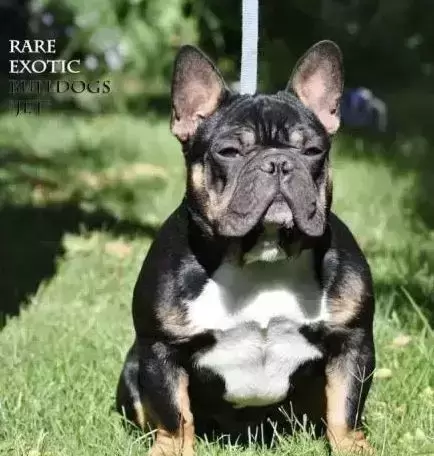 为什么都作为宠物犬法牛会如此贵?怎样挑选一只品相好的纯种法牛? 为什么都作为宠物犬法牛会如此贵?怎样挑选一只品相好的纯种法牛?