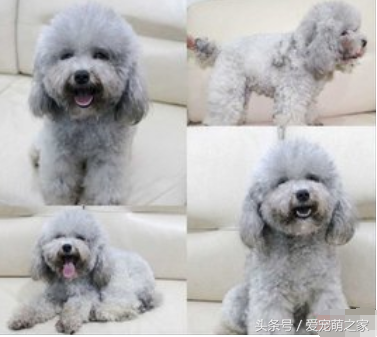 怎么挑选泰迪犬？决定泰迪价格高低的因素是什么？