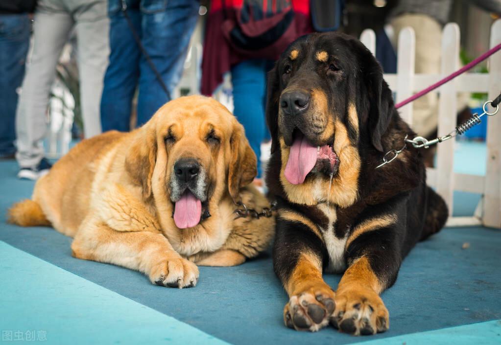 世上最大的5种犬，有你认识的吗？（排名不分体型大小）
