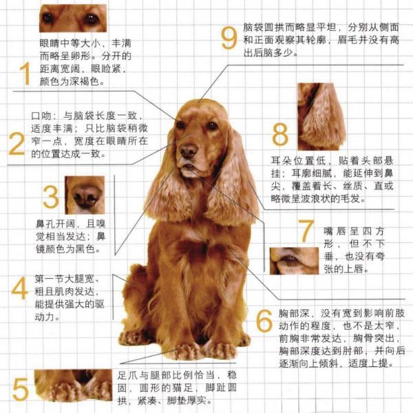 世界名犬——英国可卡犬