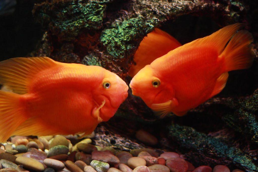 如何管理好人工繁殖的接吻鱼？学会这几点便于管理