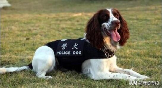 史宾格犬在警犬界的缉毒、搜救、搜爆三个领域荣获第一