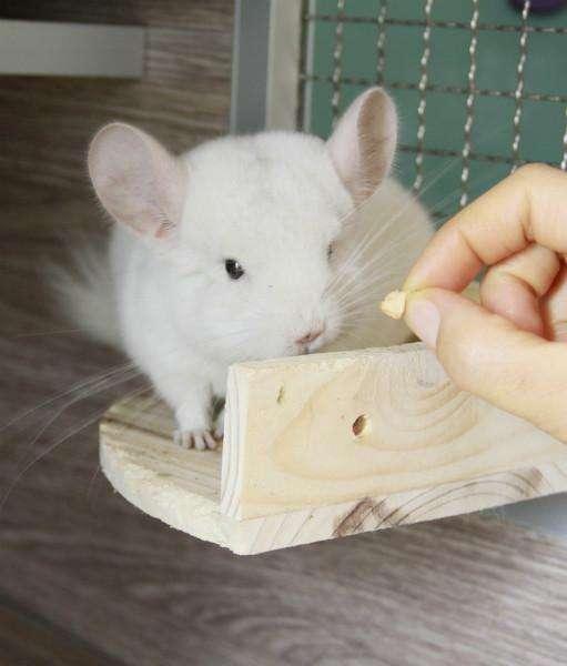龙猫有哪些品种？龙猫的品种介绍