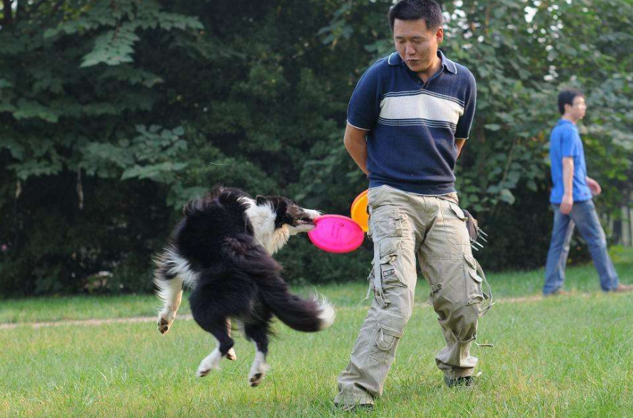 养边境牧羊犬时，这几大禁忌不能犯