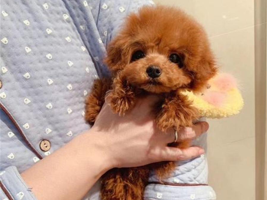 茶杯犬好养吗？（茶杯犬饲养注意事项）