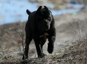 为什么越来越多人养卡斯罗犬？卡斯罗犬的优点有什么？