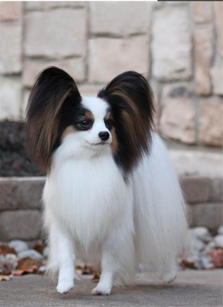你家的蝴蝶犬多少钱呢？鉴定蝴蝶犬的方法有哪些？