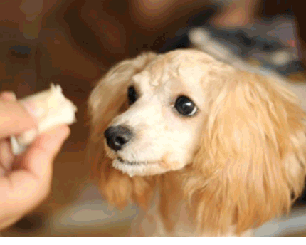 巨型贵宾犬瘦得皮包骨了怎么办?是没吃饱还是驱虫不好 巨型贵宾犬瘦得皮包骨了怎么办?是没吃饱还是驱虫不好