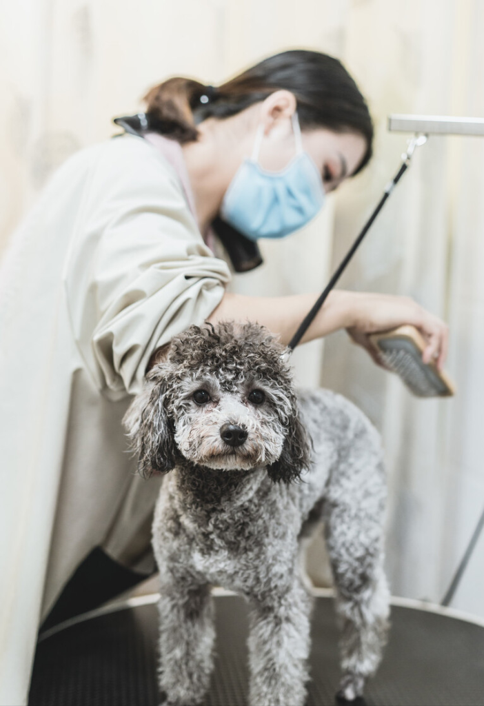 给泰迪犬洗澡需要注意什么?泰迪犬洗澡的7大误区,你有中招吗? 给泰迪犬洗澡需要注意什么?泰迪犬洗澡的7大误区,你有中招吗?