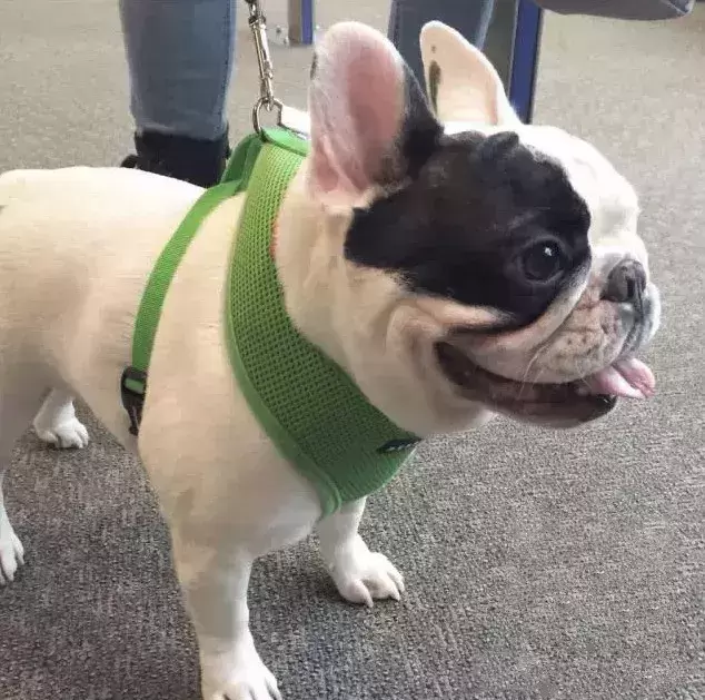 为什么都作为宠物犬法牛会如此贵?怎样挑选一只品相好的纯种法牛? 为什么都作为宠物犬法牛会如此贵?怎样挑选一只品相好的纯种法牛?