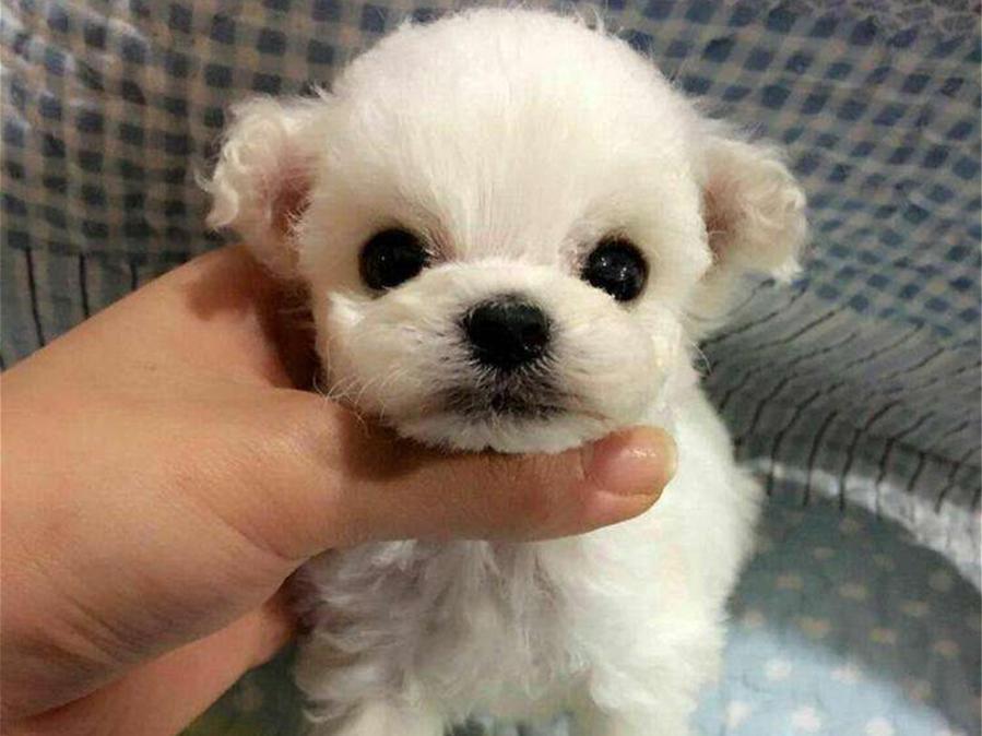 茶杯犬好养吗？（茶杯犬饲养注意事项）