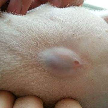 狗狗的脐疝，为什么不建议在六个月之前做手术修复呢？（狗狗的脐疝手术一共下来要多少钱）