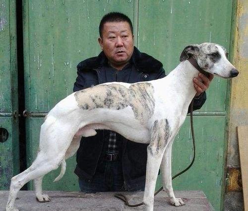 地球上10大寿命最长的狗，藏獒夺榜首，博美第六