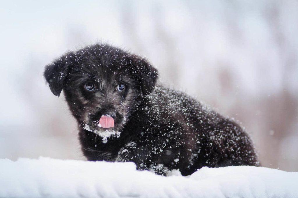 狗狗怕热该如何帮助降温？预防狗狗中暑的招数