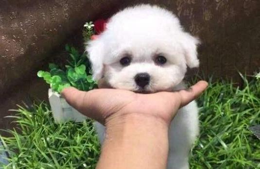 成年比熊犬的标准体重是多少？比熊犬饲养注意事项分享！