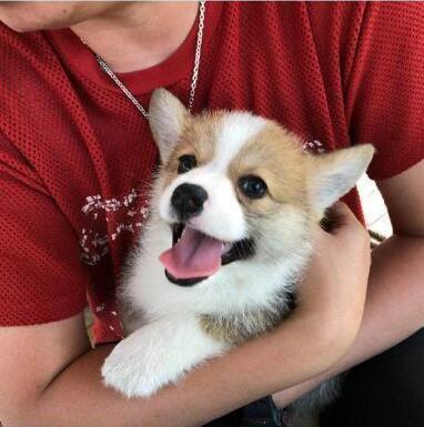 柯基犬是人们饲养最多的犬种之一，柯基犬价格多少钱一只？