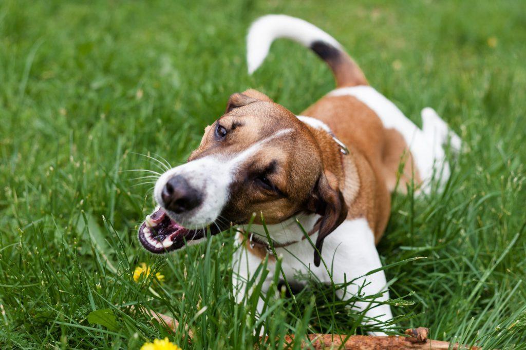 狗狗不是牛为啥吃草？吃草会因此中毒吗？吃草后呕吐正常吗？