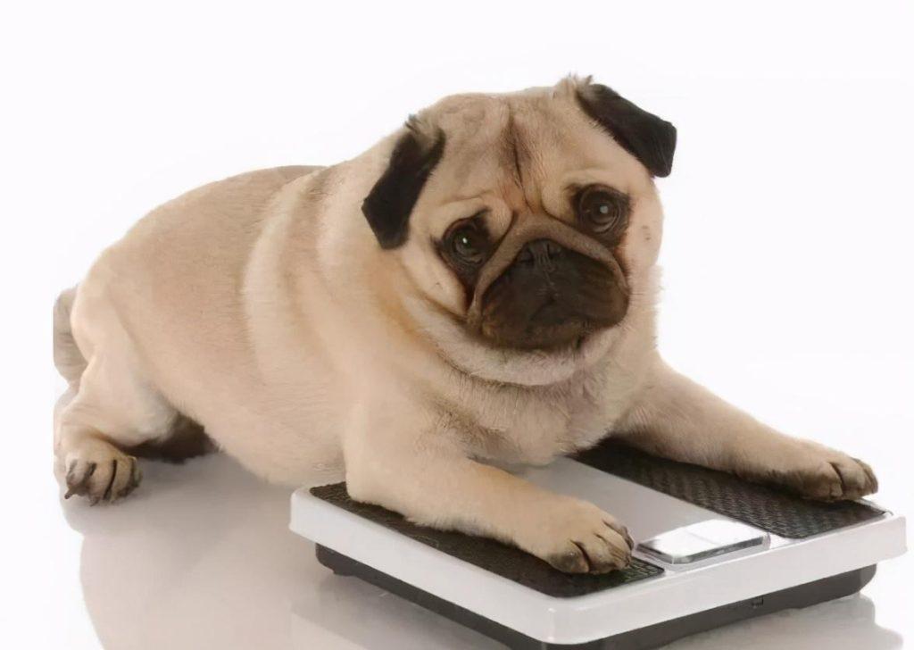 寿命短的巴哥犬都会有下面这几大特点，你家的狗狗有吗？