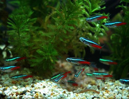 如何才能对鱼缸中的硝化细菌做到无为而治？？