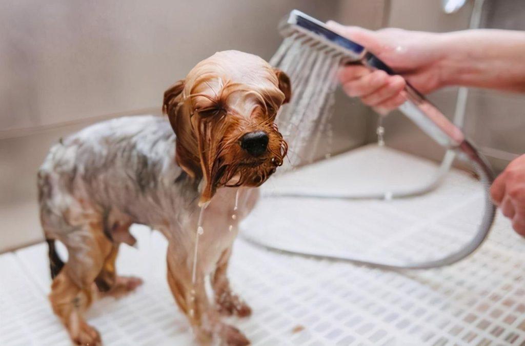 狗狗冬天多久洗一次澡好？冬天洗澡有哪些误区不能犯呢？