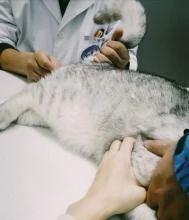 猫咪肛门腺是什么？分布在什么样的部位？分布于猫狗肛门两侧的腺体