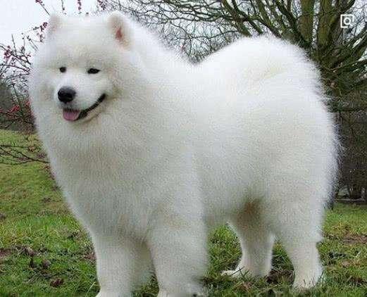 区分萨摩耶犬和银狐犬的方法（萨摩耶犬和银狐犬的差别）