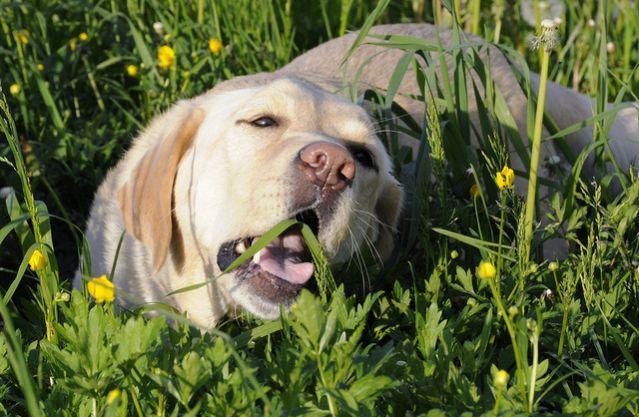 狗狗不是牛为啥吃草？吃草会因此中毒吗？吃草后呕吐正常吗？