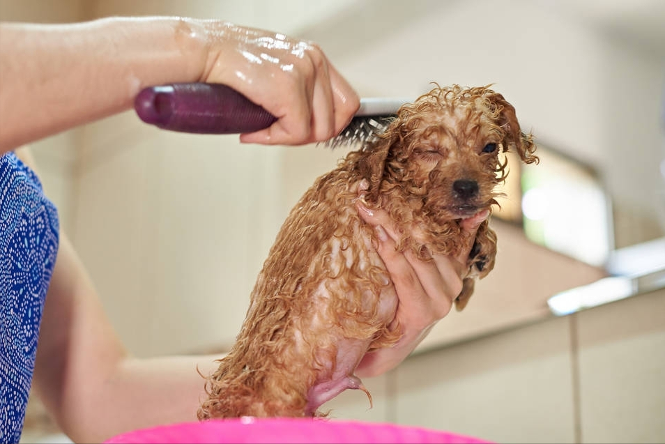 给泰迪犬洗澡需要注意什么？泰迪犬洗澡的7大误区，你有中招吗？