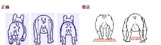 为什么都作为宠物犬法牛会如此贵?怎样挑选一只品相好的纯种法牛? 为什么都作为宠物犬法牛会如此贵?怎样挑选一只品相好的纯种法牛?