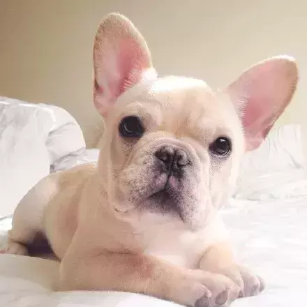 为什么都作为宠物犬法牛会如此贵?怎样挑选一只品相好的纯种法牛? 为什么都作为宠物犬法牛会如此贵?怎样挑选一只品相好的纯种法牛?