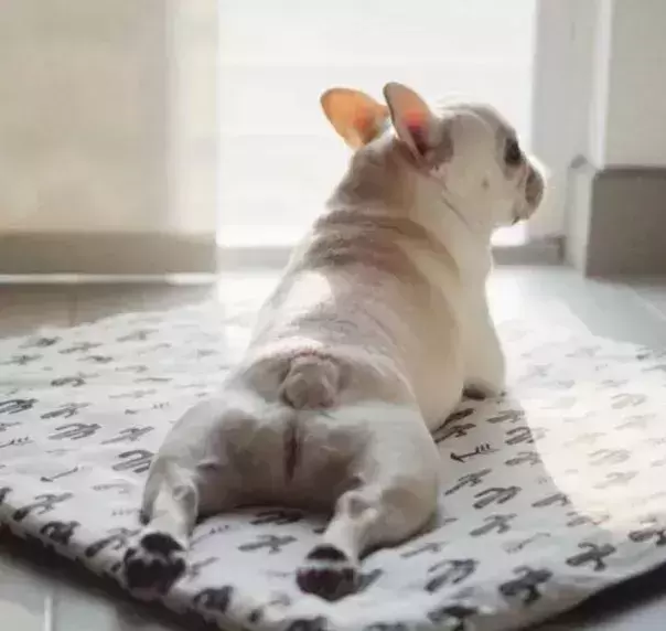 为什么都作为宠物犬法牛会如此贵?怎样挑选一只品相好的纯种法牛? 为什么都作为宠物犬法牛会如此贵?怎样挑选一只品相好的纯种法牛?