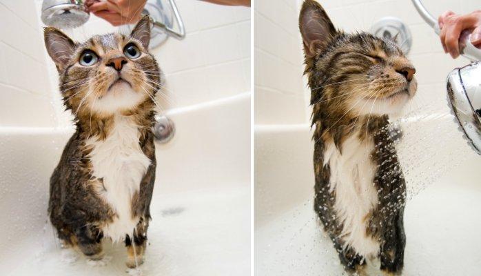猫咪可以频繁的洗澡吗？关于给猫洗澡的常见问题分享！