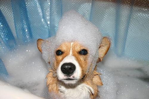 狗狗洗澡的频率多久一次？除了洗干净还能做什么？
