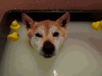 狗狗冬天多久洗一次澡好？冬天洗澡有哪些误区不能犯呢？