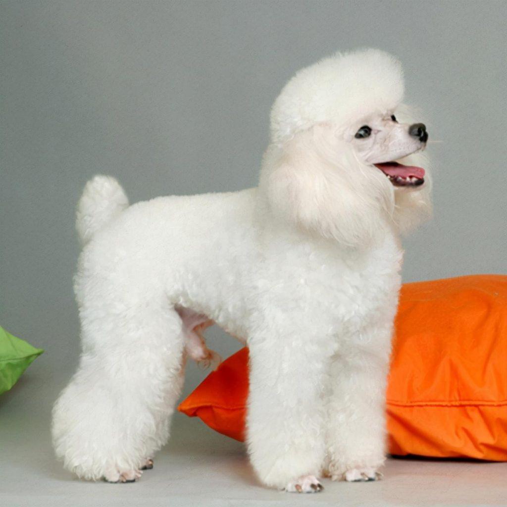 巨型贵宾犬毛发变白是什么原因？是不是老了的特征？
