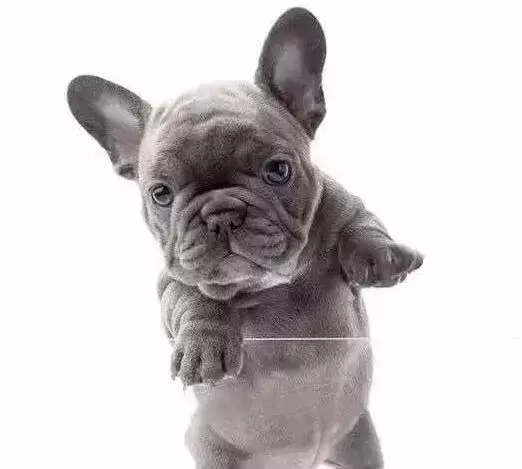 为什么都作为宠物犬法牛会如此贵?怎样挑选一只品相好的纯种法牛? 为什么都作为宠物犬法牛会如此贵?怎样挑选一只品相好的纯种法牛?