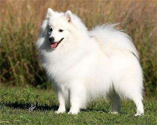 区分萨摩耶犬和银狐犬的方法（萨摩耶犬和银狐犬的差别）
