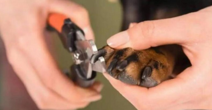 狗狗脚指甲太长要怎么剪？学会定期给狗狗修剪指甲