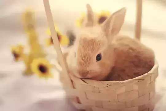 兔兔一天喂多少兔粮合适？