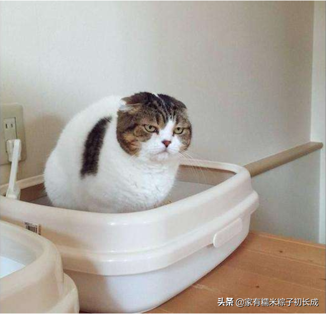 如何改善猫咪老乱拉尿的习惯？可能是因为猫砂盆太小